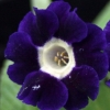 Primula Auricula Blue Velvet - Abriachan Nurseries